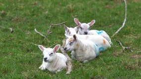 Four Lambs Sleeping In A Grass Field On A Farm Beside A Tree Branch, Long Clip