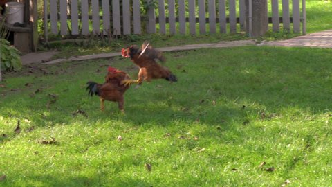 battle of two roosters,fight of young roosters on the grass on the farm