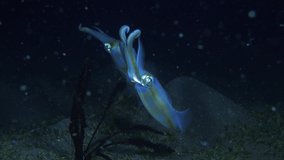 Bigfin Reef Squid - Sepioteuthis lessoniana hunting in the night. Underwater world of Tulamben, Bali, Indonesia. 