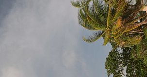 Vertical video. Beautiful coconut palm trees sway in sunshine. Palm branches against a beautiful blue sky with white puffy clouds. Green palm leaves moving in the wind on blue sky. Beach travel.