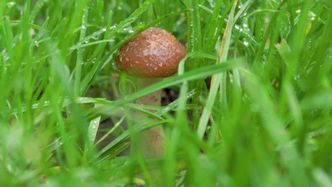 mushroom in the grass,mushroom grows after rain in the grass,honey fungus in the grass