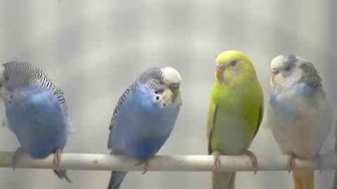 Closeup of colorful domesticated budgerigars sitting on perch in bird cage