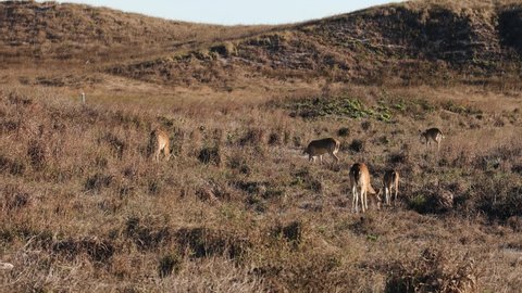 Small herd of five white tail deer grazing in tall grass on the sand dune in North Padre Island National Seashore in southern Texas