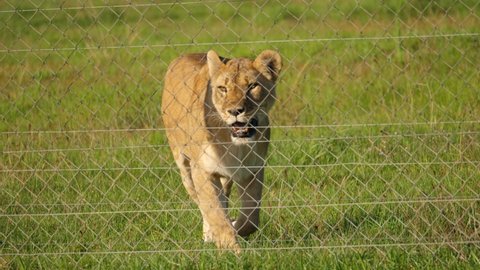 Lioness pacing up and down the fence of her enclosure, tracking shot.