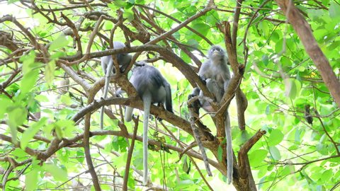 Group of spectacled langur stay together on tree branch and take care by tick or punch for each other then one of them go away.