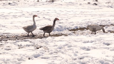 Geese looking for food in the winter.
Domestic birds in the countryside in cold weather.
Snow, frozen, ice.
Goose organic farm, free animals.
Birds on traditional range field, Poultry.
Goose, animal