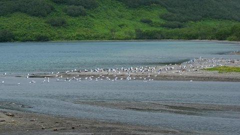Landscape with the Kuril Lake and seagulls, Kamchatka peninsula, Russia, 4k