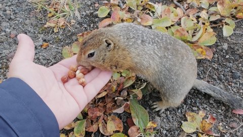 American Gopher (Spermophilus parryi) animal eating nuts from a hand, 4k