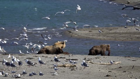 Bears and seagull birds on Kuril lake, Kamchatka