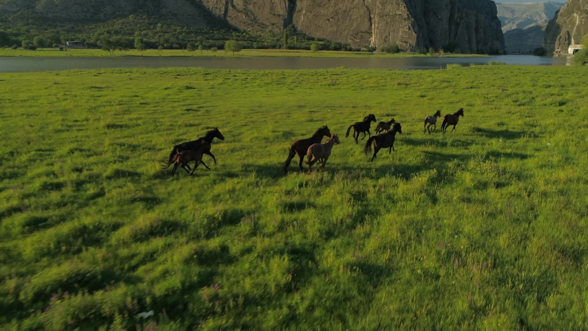 Aerial follow up herd of horses in slow motion at orange sunset running along green field on river bank. Beautiful abstract wild nature landscape. Emotional equine gallop. Long shadows. Mountains. 4k Royalty-Free Stock Footage #1069845898