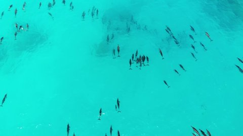 Aerial Drone Video of a Massive Pod of Spinner Dolphins (Stenella longirostris) Swimming in Crystal Clear Blue Lagoon in the Tropical Maldives 