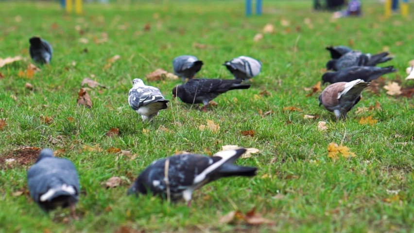Group Of Hungry Pigeons Pecking Stock Footage Video 100 Royalty Free Shutterstock