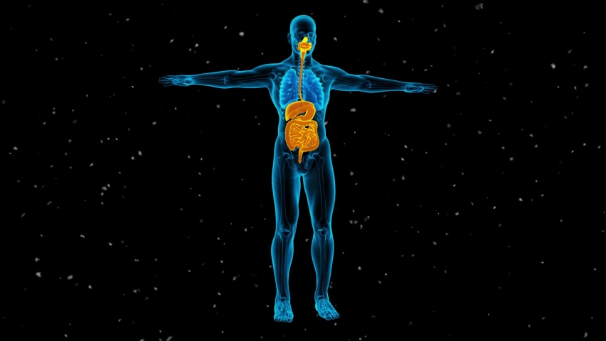 Human Digestive System Anatomy Animation Concept. 3D | Shutterstock HD Video #1069856800