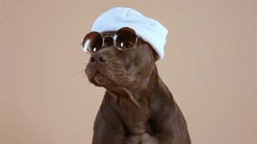 Frontal portrait of an American Pit Bull Terrier wearing sunglasses and a white hat on his head. Fashionable pet sits in the studio on a brown background. Slow motion. Close up.