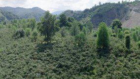 Aerial view of the hazelnut gardens in Giresun, long and short trees  in the forest, perfect mountain and hill view.