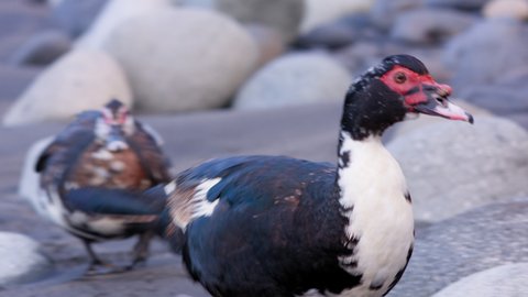 Muscovy duck (Cairina moschata) is a large black duck native. Gender Relations and rules of Behavior in nature.
a Couple of animals on a walk in the Wild.