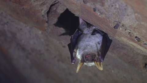Close up strange animal Greater mouse-eared bat Myotis hanging upside down on top of cold brick arched cellar looking awakened just after hibernating. Creative wildlife take.