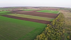 Flying over a field of growing wheat. Aerial UHD 4K drone realtime video, shot in 10bit HLG and colorized