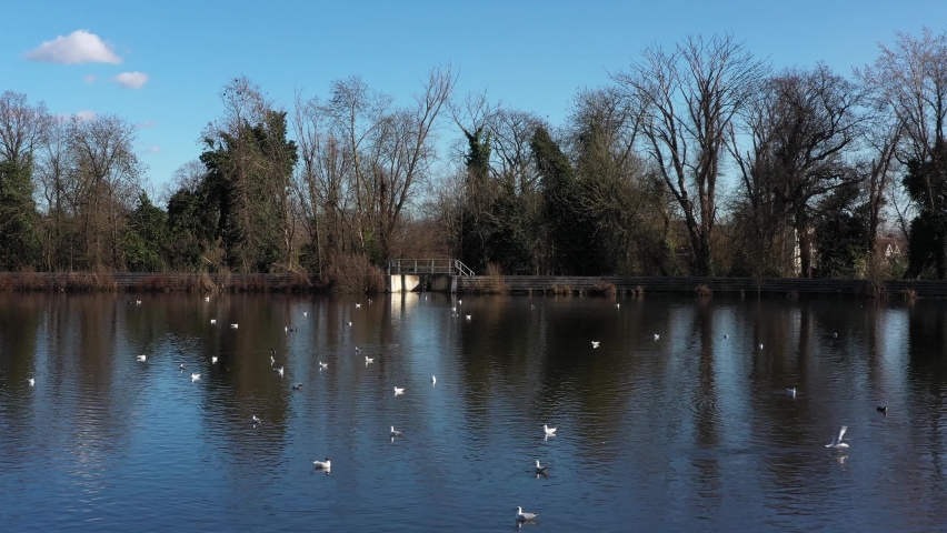FLYING FORWARD OVER BIRDS SWIMING IN THE POND