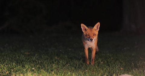 Wild red fox coming in the backyard from the woods in evening twilight, looking at the camera
