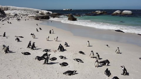 African penguin on sandy beach.  Spheniscus demersus also known as jackass penguin and black-footed penguin on Boulders Penguin Colony on Boulders Beach Nature Reserve in Simon's Town in South Africa