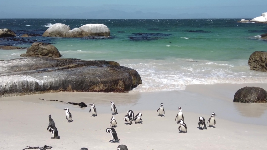 African penguin on sandy beach.  Spheniscus demersus also known as jackass penguin and black-footed penguin on Boulders Penguin Colony on Boulders Beach Nature Reserve in Simon's Town in South Africa | Shutterstock HD Video #1069875742