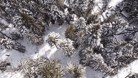 Flying Over Pine Trees And Block Of Flats Covered With Snow