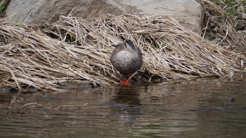 Hen Mallard Duck Preening Itself At The River During Sunny Day In Yangjaecheon, Seoul, South Korea. - Close Up Shot