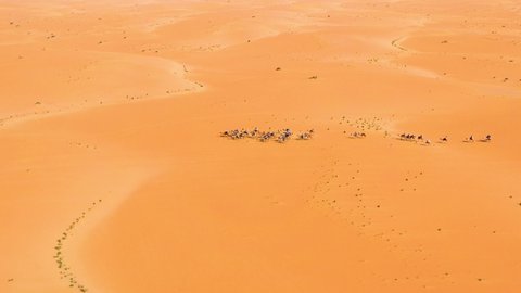 Aerial view around a cavalcade of camels, distant desert - circling, drone shot