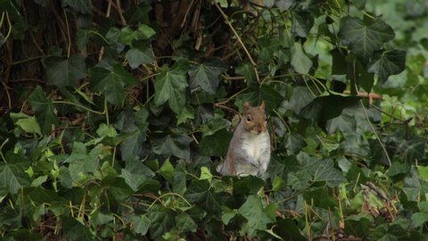 Grey Squirrel standing up in weeds bush looking around then jumps onto grass. Day time. UK North London Borehamwood