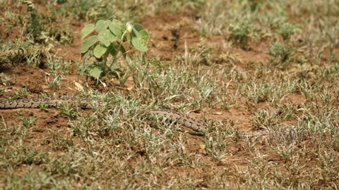 Young python snake slithers through muddy short grass in African heat