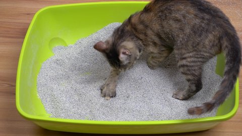 A young gray cat is in a green litter box on the floor and buries its poop.