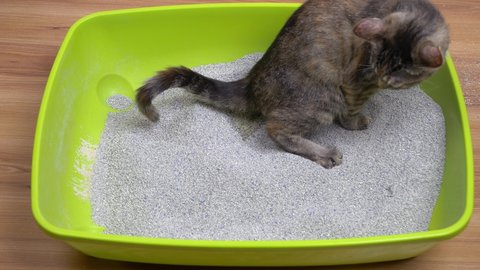 A young gray cat is in a green litter box on the floor and pees into it.