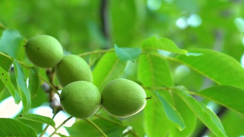 Closeup view 4k stock video footage of several big beautiful fresh green raw nuts growing on branches of trees isolated on sunny sky background