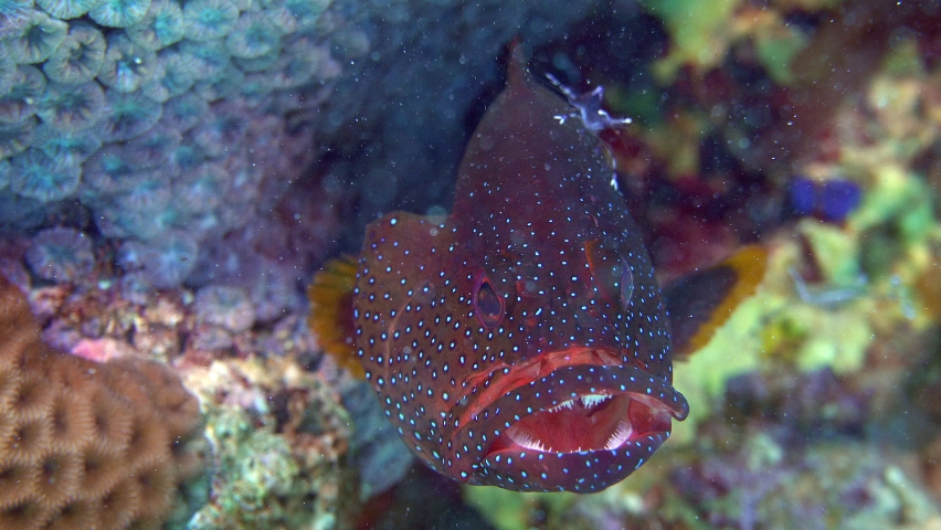Coral Grouper at a shrimp cleaning station