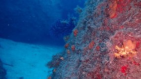 underwater video, mediterranean, fish, sea, nature
