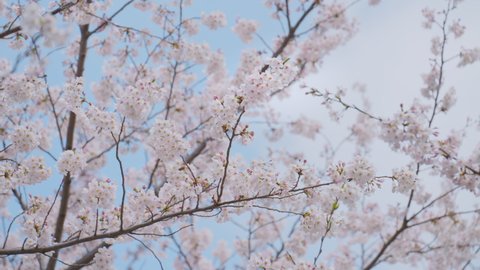 Japan Tokyo Spring Cherry blossoms swaying in the wind
2021 4K UHD slow motion