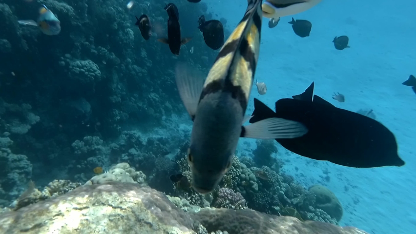 Many different fish swim in a blue water of the Red sea