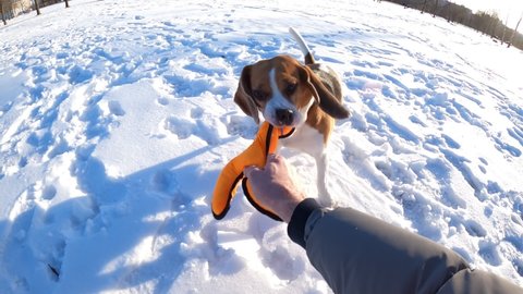 Funny game and tussle with dog, beagle turn and jerk head, tug toy from owner hand. Long ears fly around, slow motion shot. Man play with pet at winter park, first person view camera