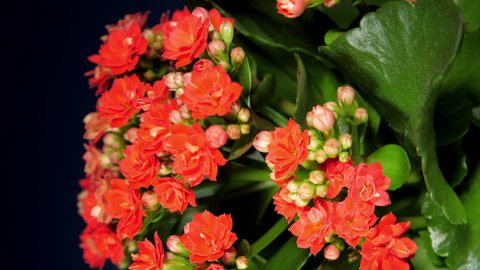 Decorative kalanchoe pot plant with small red flowers and buds rotates under light in shop vertical view slider down. Concept style