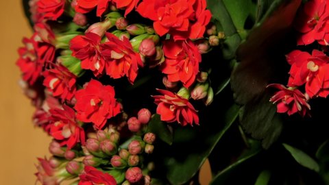 Kalanchoe pot plant with small dense red flowers and buds among green leaves in decor shop close vertical view.