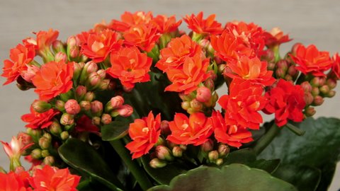 Kalanchoe with green leaves and dense red flowers rotates under electric light in spring close view