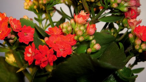 Dense red kalanchoe flowers with buds among green leaves grow in pot plant on blue decor shop background makro slider up