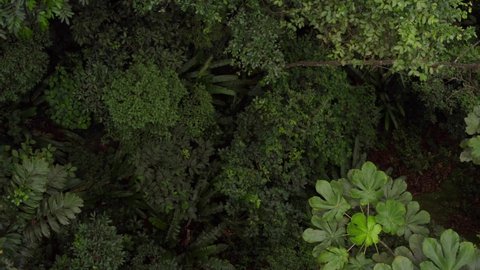Zooming out from a tropical forest floor to a top view, revealing the forest canopy of the Amazon rainforest