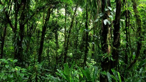 Going through a secondary rainforest with small trees covered in vines or lianes and colored bright green