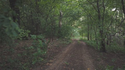 The camera moves above a forest dirt road among dense trees with green foliage
