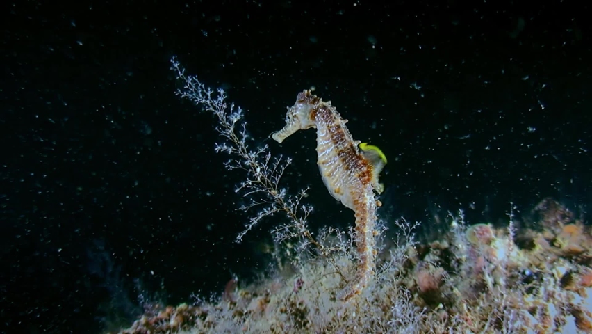 Short snouted seahorse (Hippocampus hippocampus) on a branch of a hydroid polyp. Royalty-Free Stock Footage #1069921834