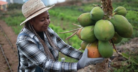 African senior woman working for ecologic farm while checking papaya