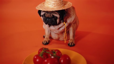 can dogs eat tomatoes and lettuce