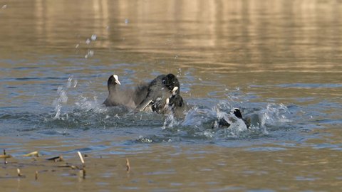 Fun crazy fight between Eurasian coot birds (Fulica atra). Birds are known  also as the Common coot, or Australian coot.